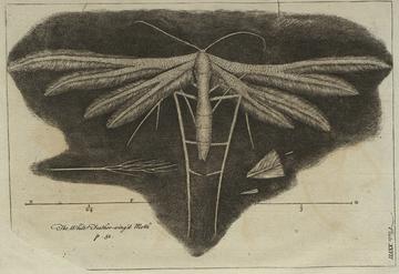 Print (Engraving) Hooke’s Micrographia, The White Feather-wing’d Moth Print (Engraving) Hooke’s Micrographia, The White Feather-wing’d Moth