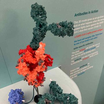 A Healthy Future for All? Model showing antibodies in action A Healthy Future for All? Model showing antibodies in action
